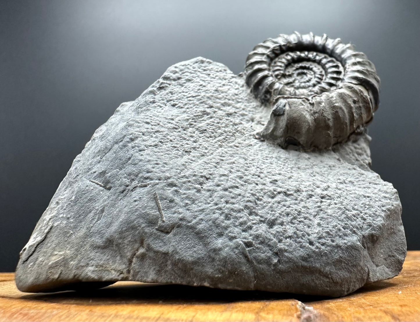 Gagaticeras Ammonite fossil with box and stand - Whitby, North Yorkshire Jurassic Coast Yorkshire Fossils