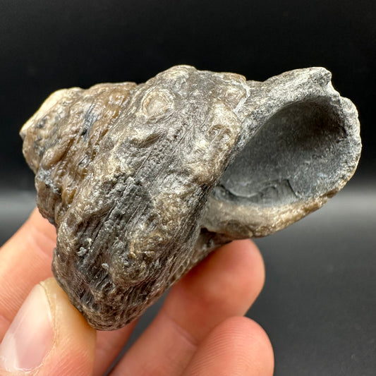 Gastropod Shell Fossil With Box And Stand - Whitby, North Yorkshire, Jurassic Coast, Yorkshire Fossils