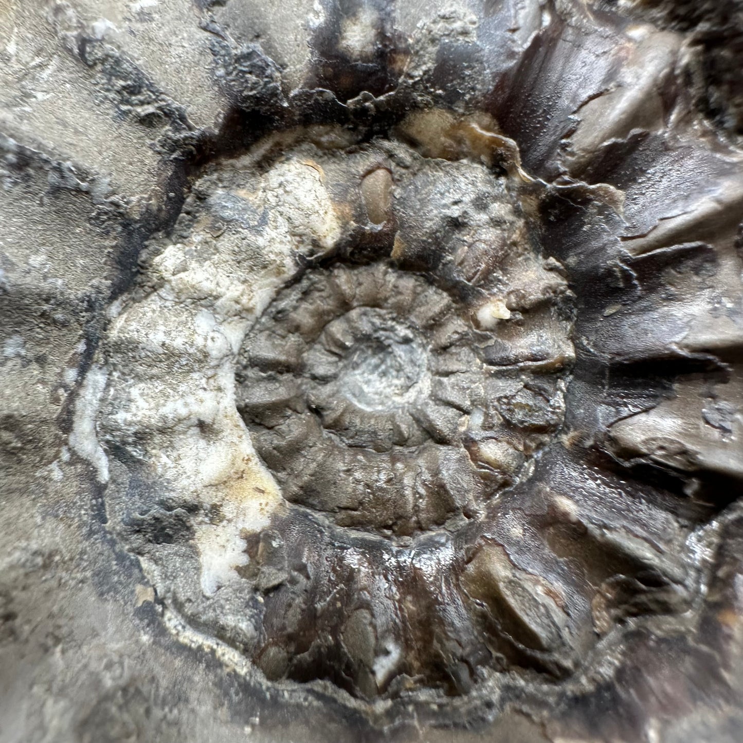 Androgynoceras maculatum ammonite fossil with box and stand - Whitby, North Yorkshire Jurassic Coast Yorkshire Fossils