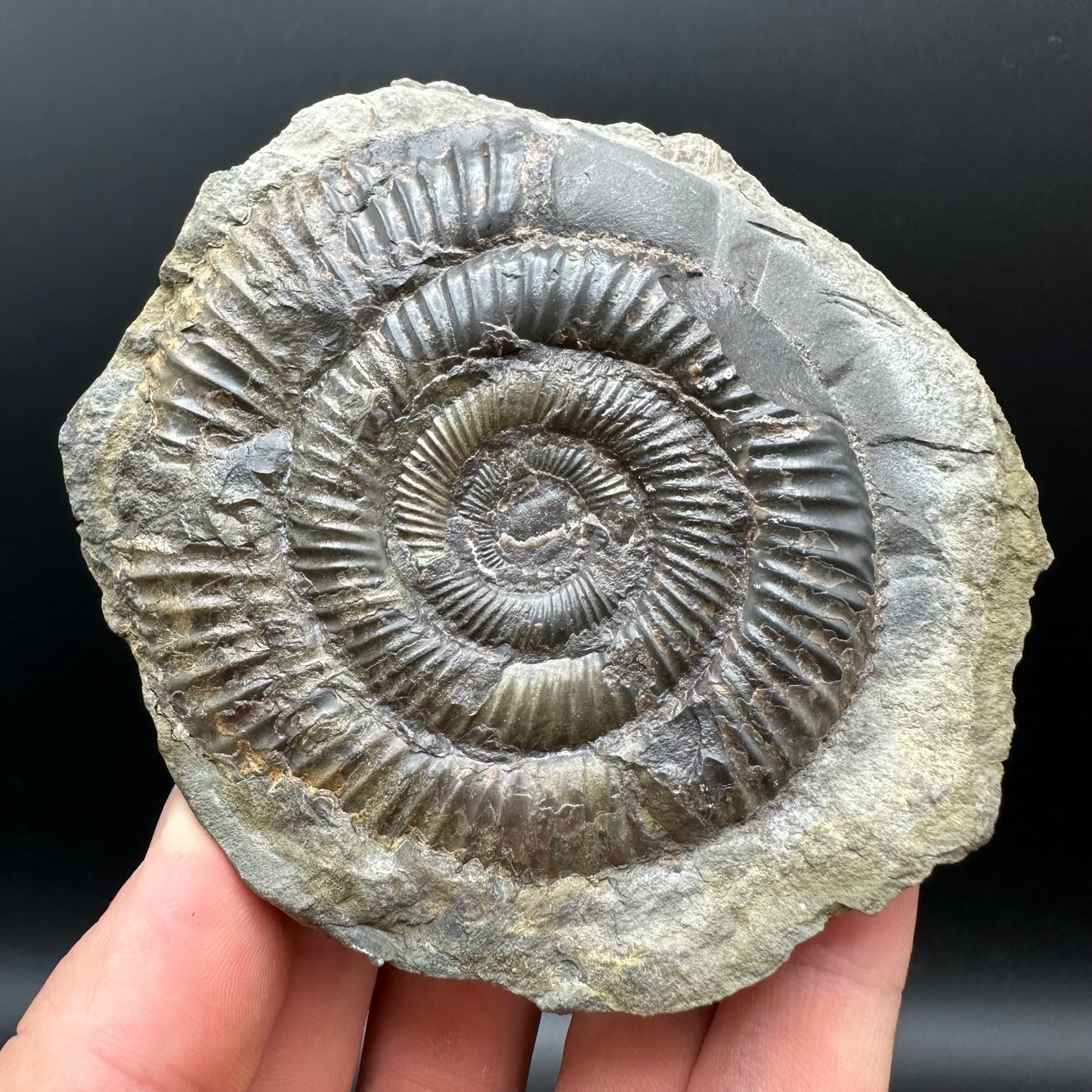 Dactylioceras Ammonite nodule (split pair) Fossil With Stand - Whitby, North Yorkshire Jurassic Coast Yorkshire Fossils