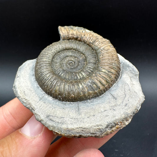 Dactylioceras Ammonite Fossil With Box And Stand - Whitby, North Yorkshire Jurassic Coast Yorkshire Fossils