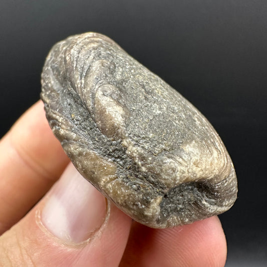 Shell fossil with box and stand - Whitby, North Yorkshire, Jurassic Coast, Yorkshire Fossils