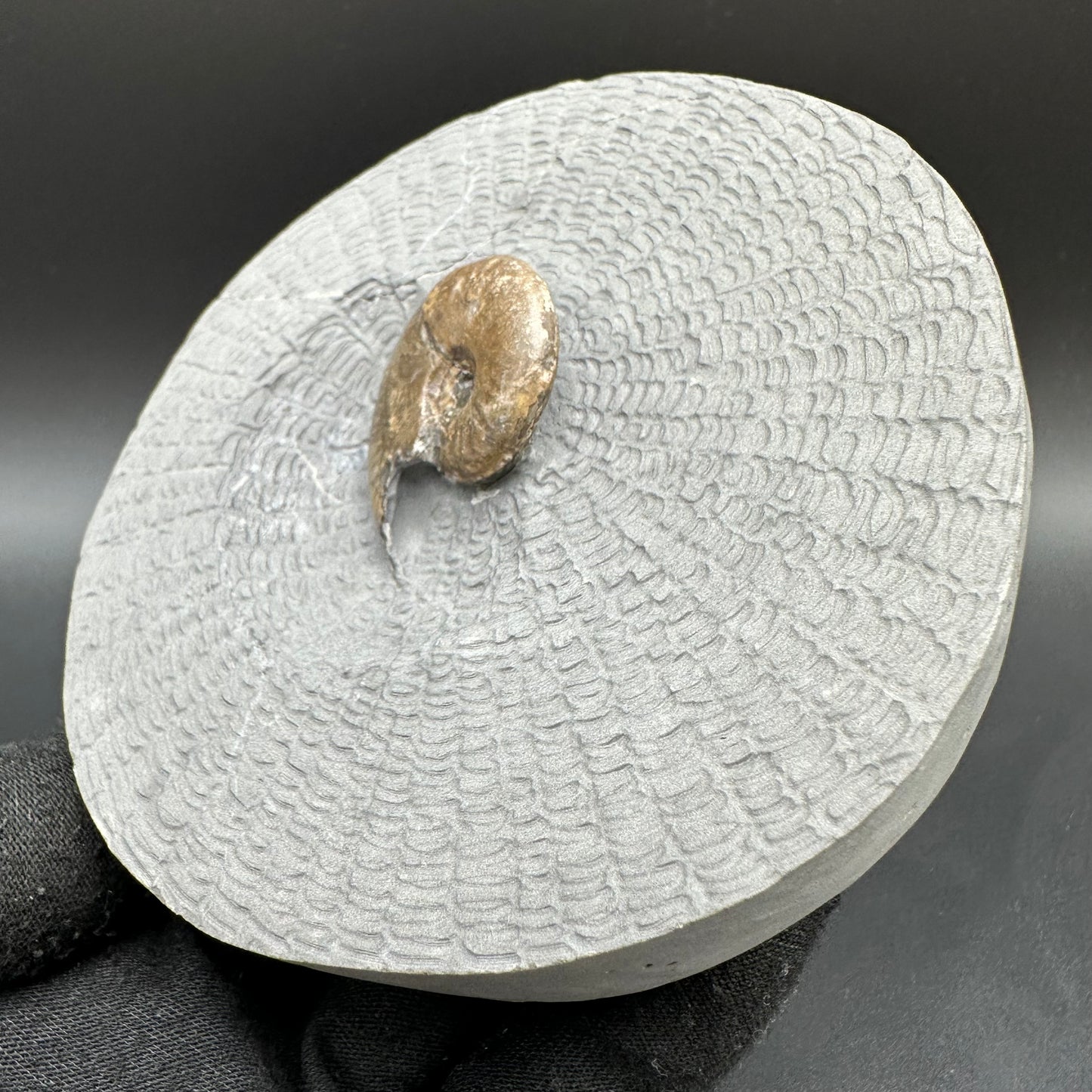 Eleganticeras Elegantulum ammonite with box and stand - Whitby, North Yorkshire Jurassic Coast, Yorkshire Fossils