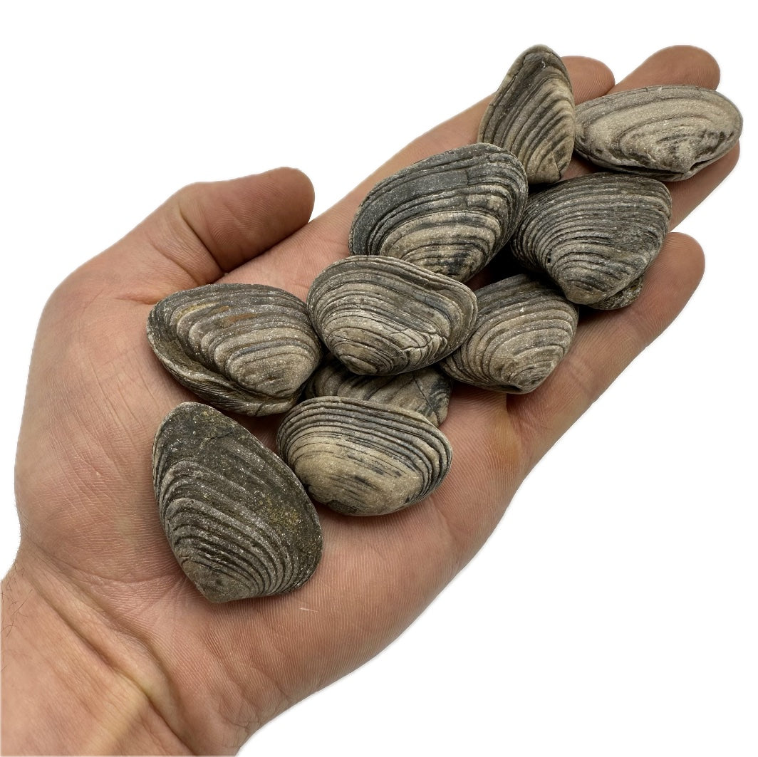 Cardinia Shell fossil - Whitby, North Yorkshire