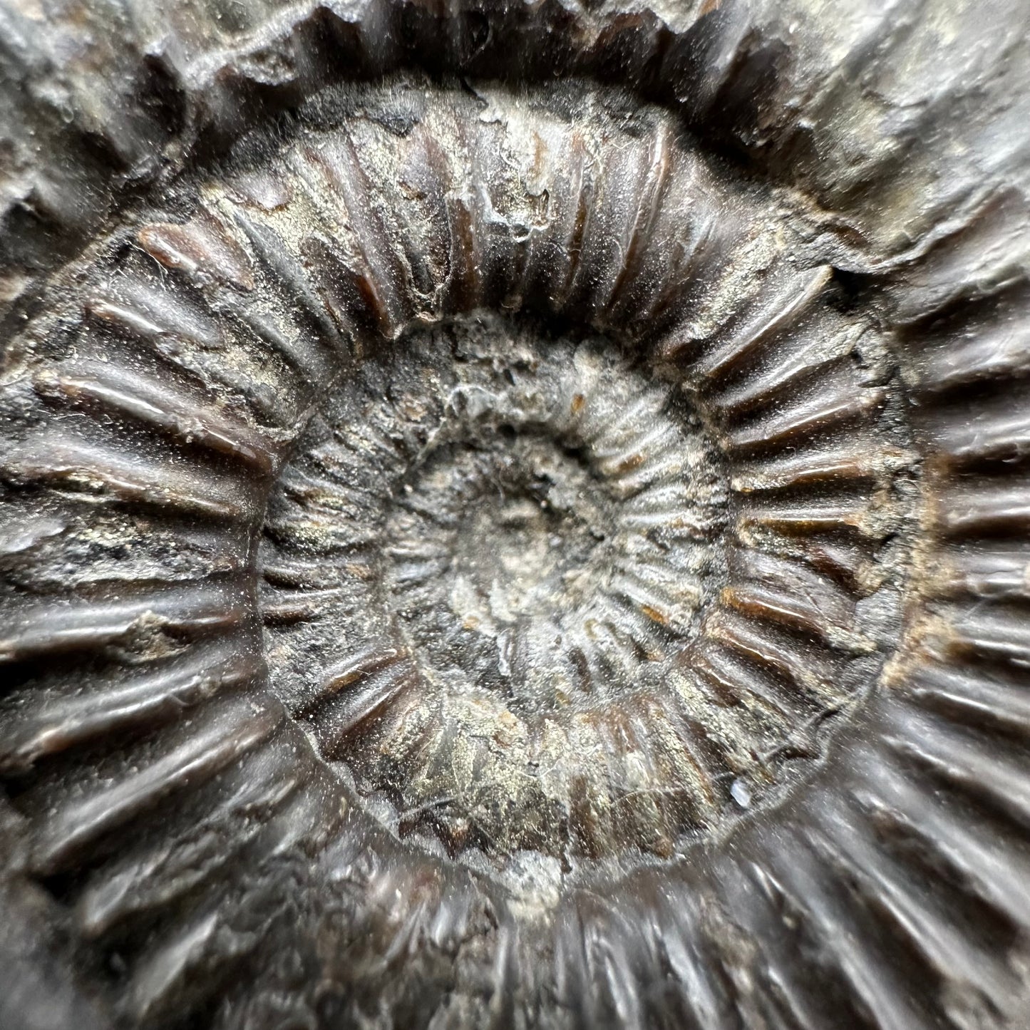 Catacoeloceras Sp. ammonite fossil with box and stand- Whitby, North Yorkshire Jurassic Coast Yorkshire Fossils