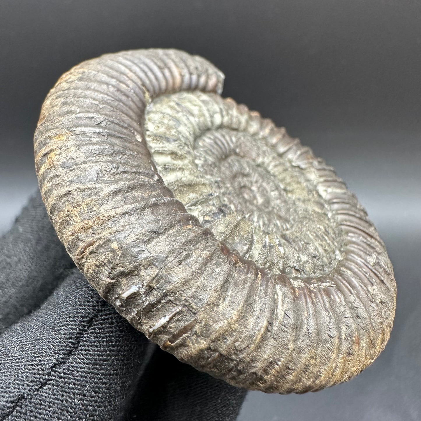 Dactylioceras Ammonite Fossil With Box And Stand - Whitby, North Yorkshire Jurassic Coast Yorkshire Fossils