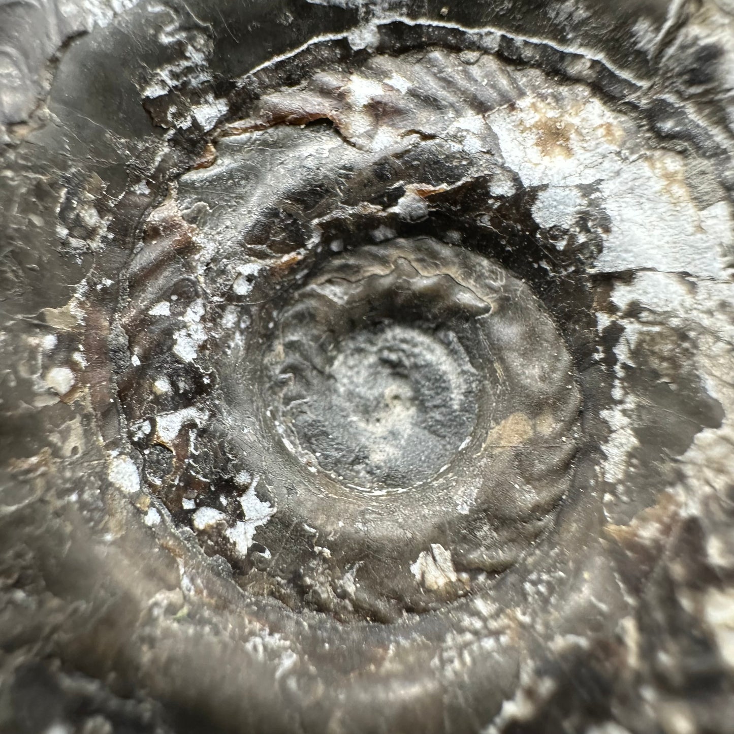 Hildoceras Bifrons Ammonite fossil with box and stand - Whitby, North Yorkshire Jurassic Coast, Yorkshire Fossils from the Jurassic Coast