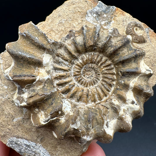 Androgynoceras capricornus Ammonite fossil with box and stand - Whitby, North Yorkshire Jurassic Coast Yorkshire Fossils