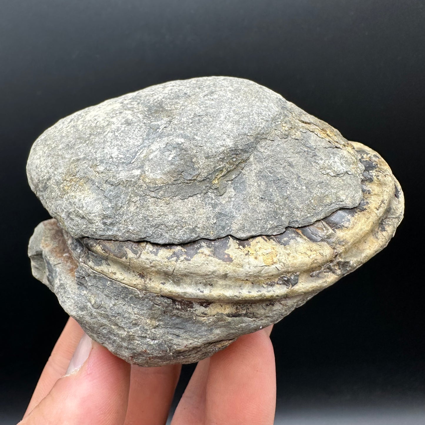 Hildoceras bifrons Ammonite Nodule (split pair) Fossil With Box And Stand - Whitby, North Yorkshire Jurassic Coast Yorkshire Fossils