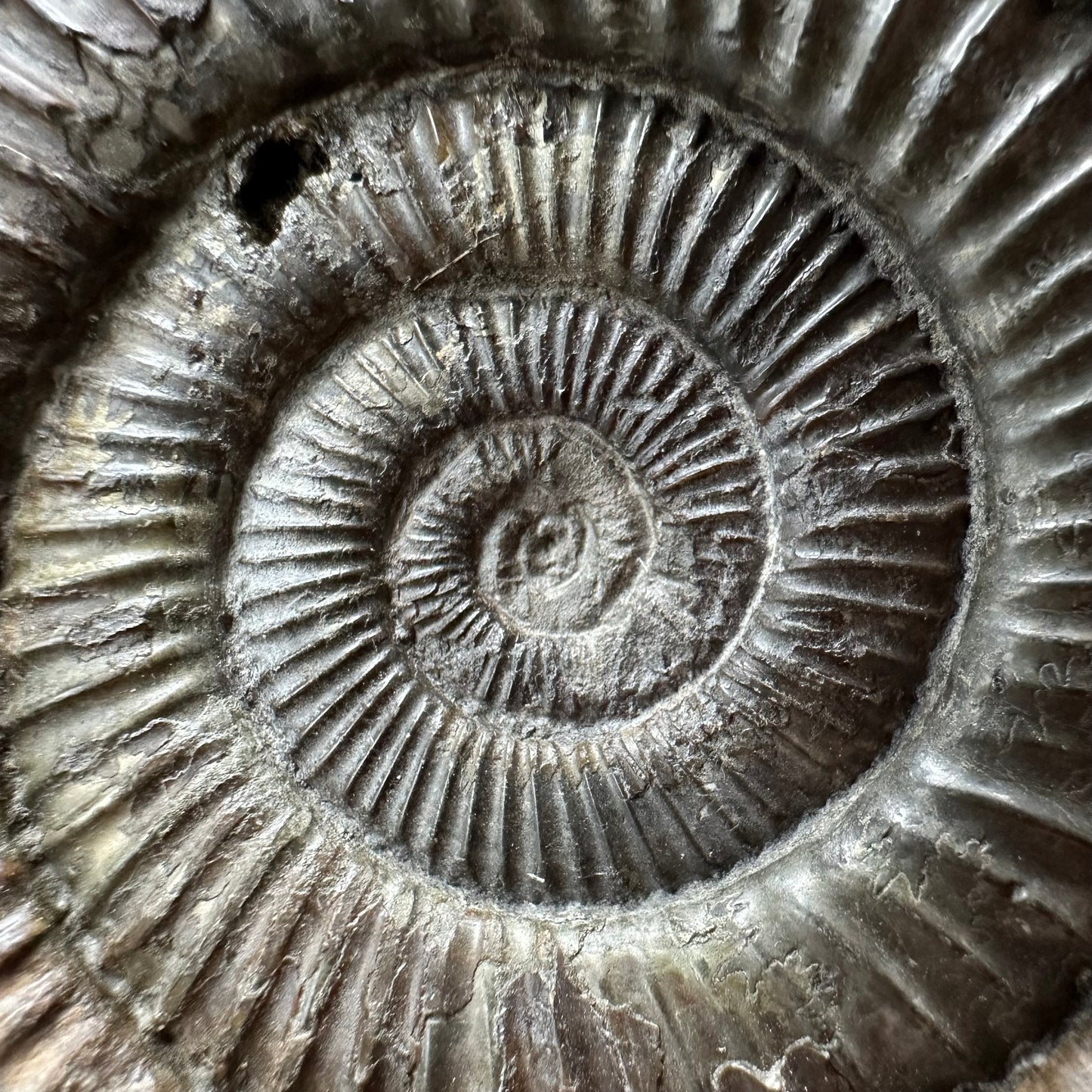 Dactylioceras Ammonite Fossil With box and Stand - Whitby, North Yorkshire Jurassic Coast Yorkshire Fossils