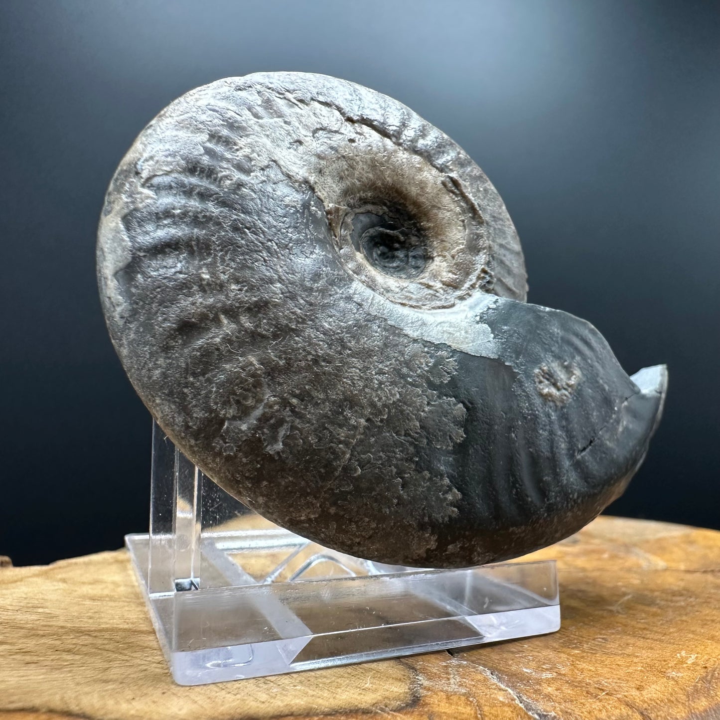 Eleganticeras Elegantulum ammonite fossil with box and stand - Whitby, North Yorkshire Jurassic Coast, Yorkshire Fossils