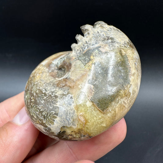 Phylloceras Ammonite Fossil With Box And Stand - Cretaceous Ammonite Madagascar