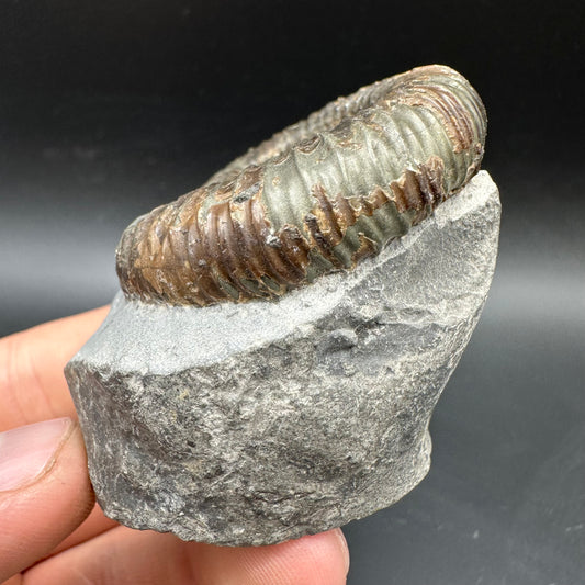Dactylioceras Ammonite Fossil With box and Stand - Whitby, North Yorkshire Jurassic Coast Yorkshire Fossils