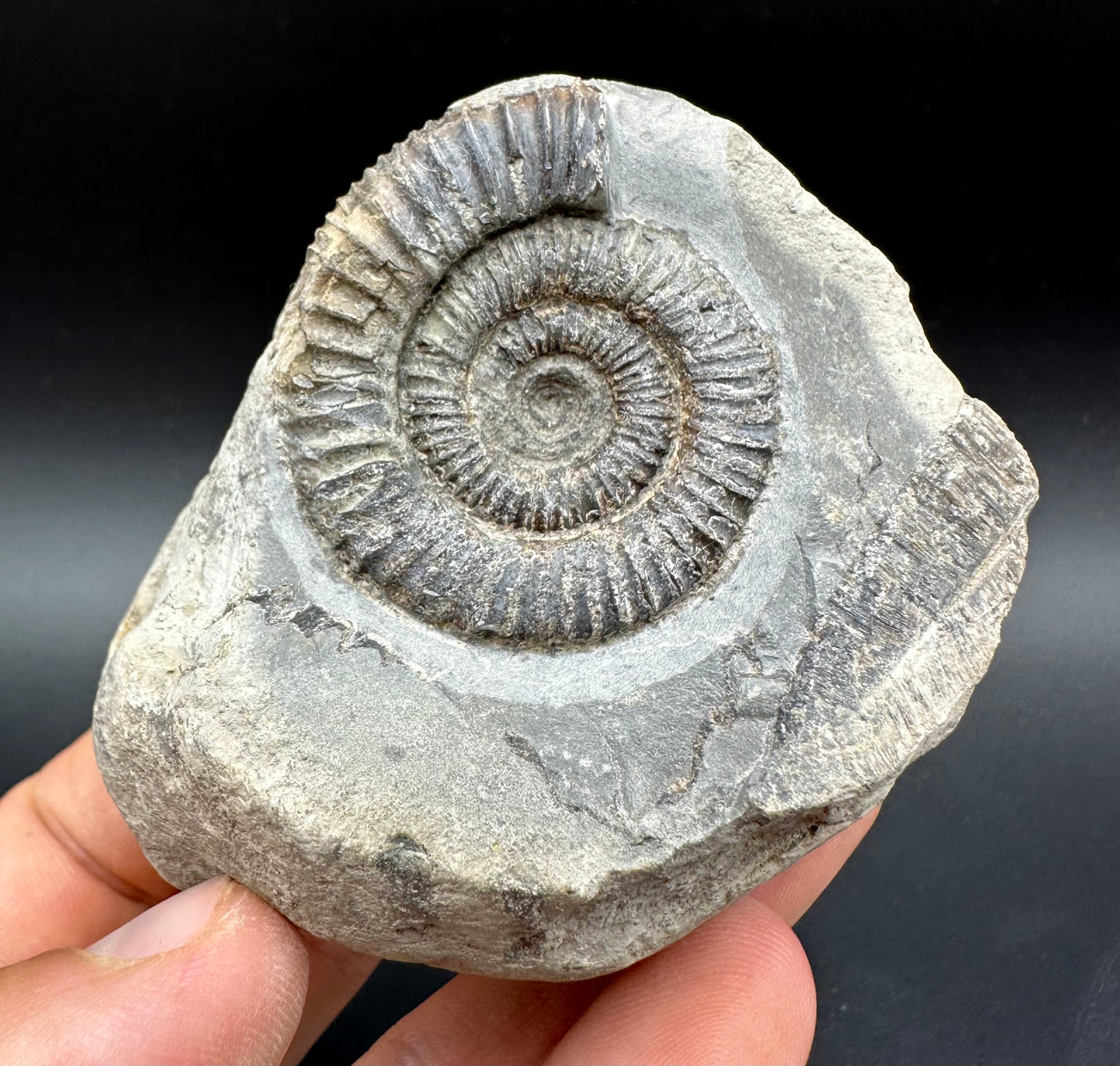 Dactylioceras Ammonite Fossil With Box And Stand - Whitby, North Yorkshire Jurassic Coast Yorkshire Fossils