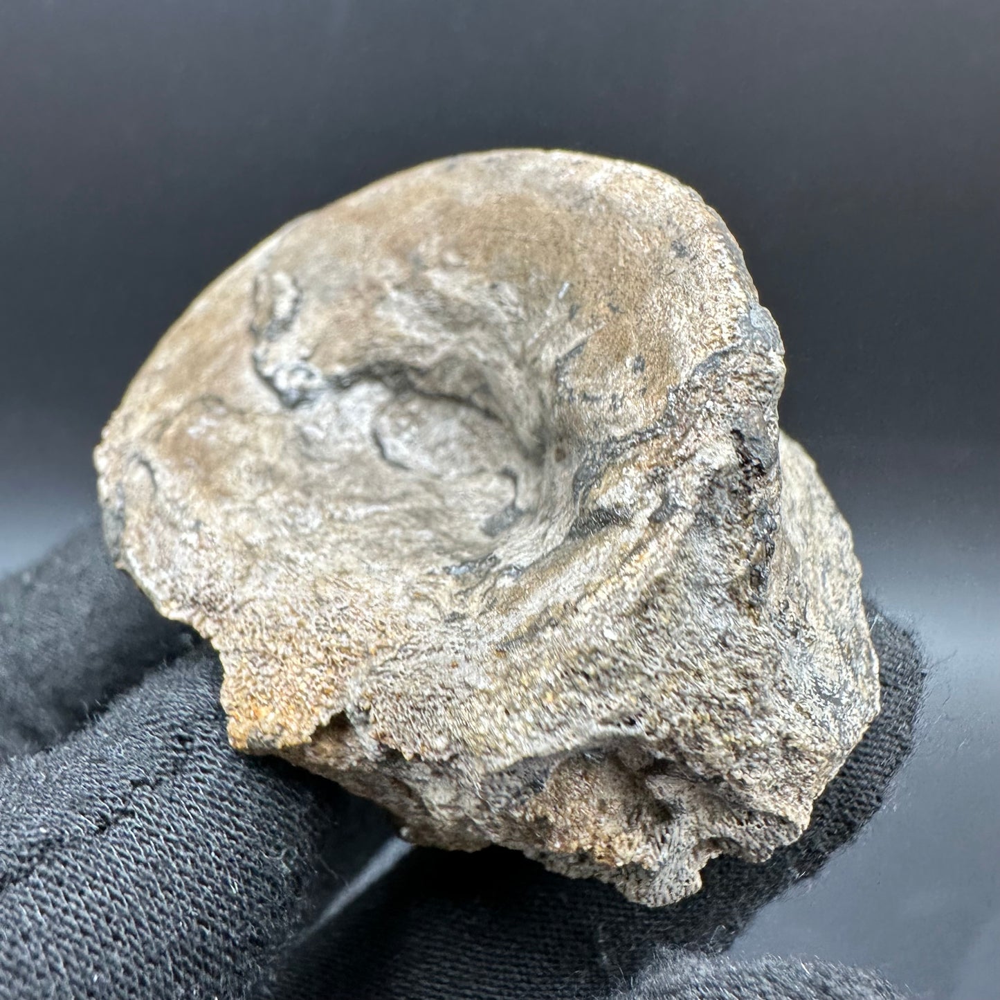 Ichthyosaur Vertebra fossil with box and stand - Whitby, North Yorkshire Jurassic Coast, Yorkshire fossils found on the Jurassic Coast