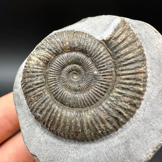 Dactylioceras Ammonite Fossil With Box And Stand - Whitby, North Yorkshire Jurassic Coast Yorkshire Fossils