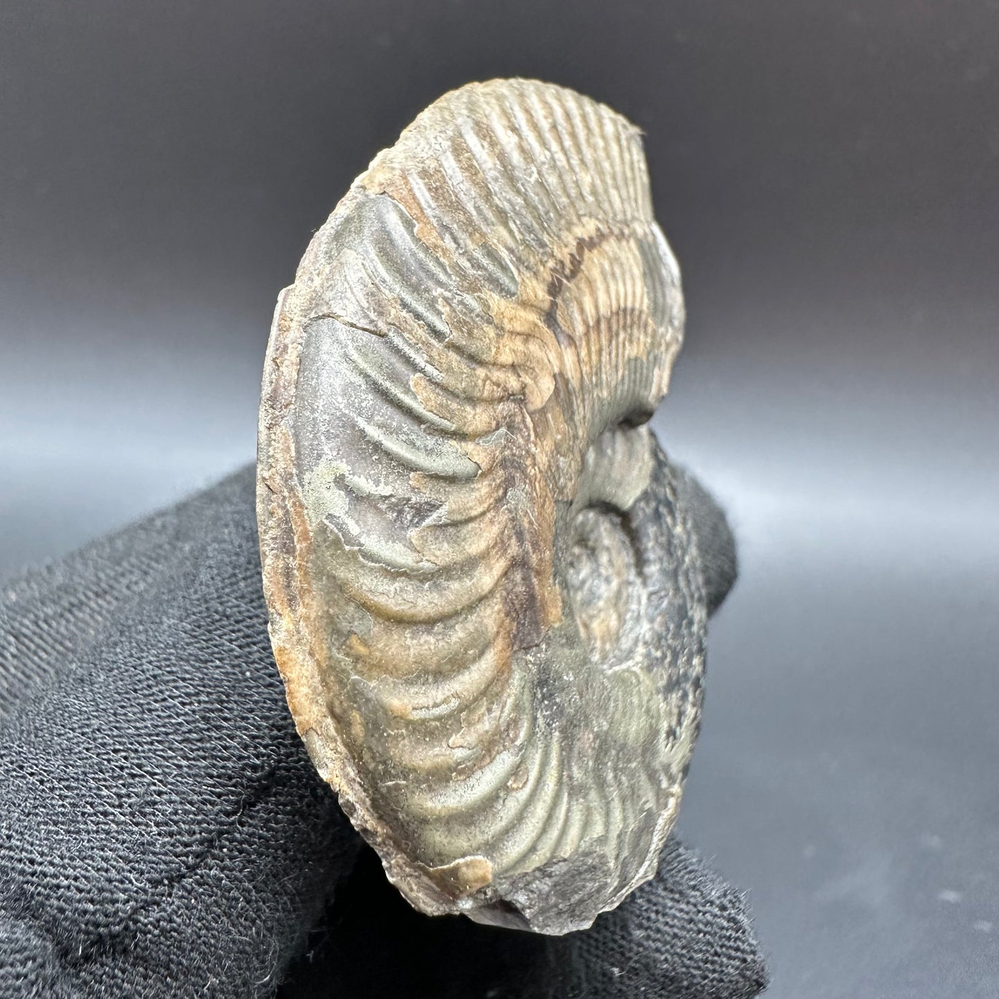 Golden Harpoceras Sp. Ammonite fossil with box and stand - Whitby, North Yorkshire Jurassic Coast Yorkshire Fossils