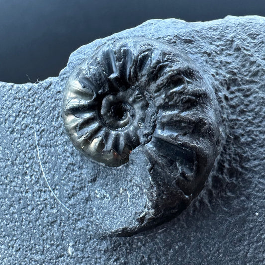 Agassiceras sp. ammonite fossil with box and stand - Whitby, North Yorkshire Jurassic Coast Yorkshire Fossils