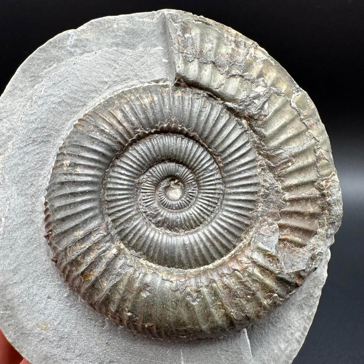 Dactylioceras Ammonite Fossil With Box And Stand - Whitby, North Yorkshire Jurassic Coast Yorkshire Fossils