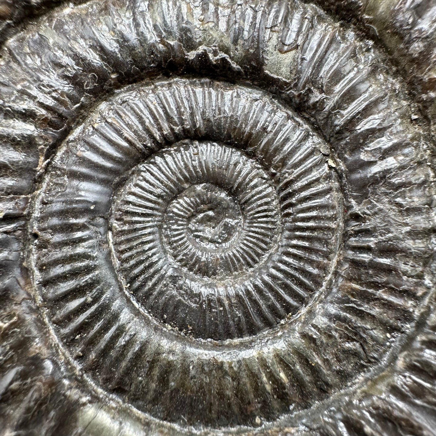 Dactylioceras Ammonite Fossil With Box And Stand - Whitby, North Yorkshire Jurassic Coast Yorkshire Fossils