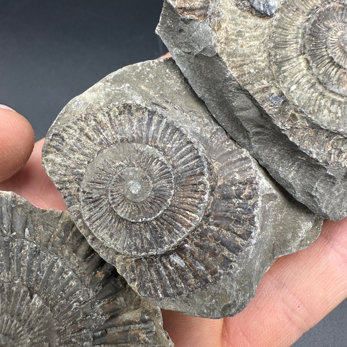 Dactylioceras imprint (negative) bundle ammonite shell fossil with box - Whitby, North Yorkshire, Yorkshire Fossils