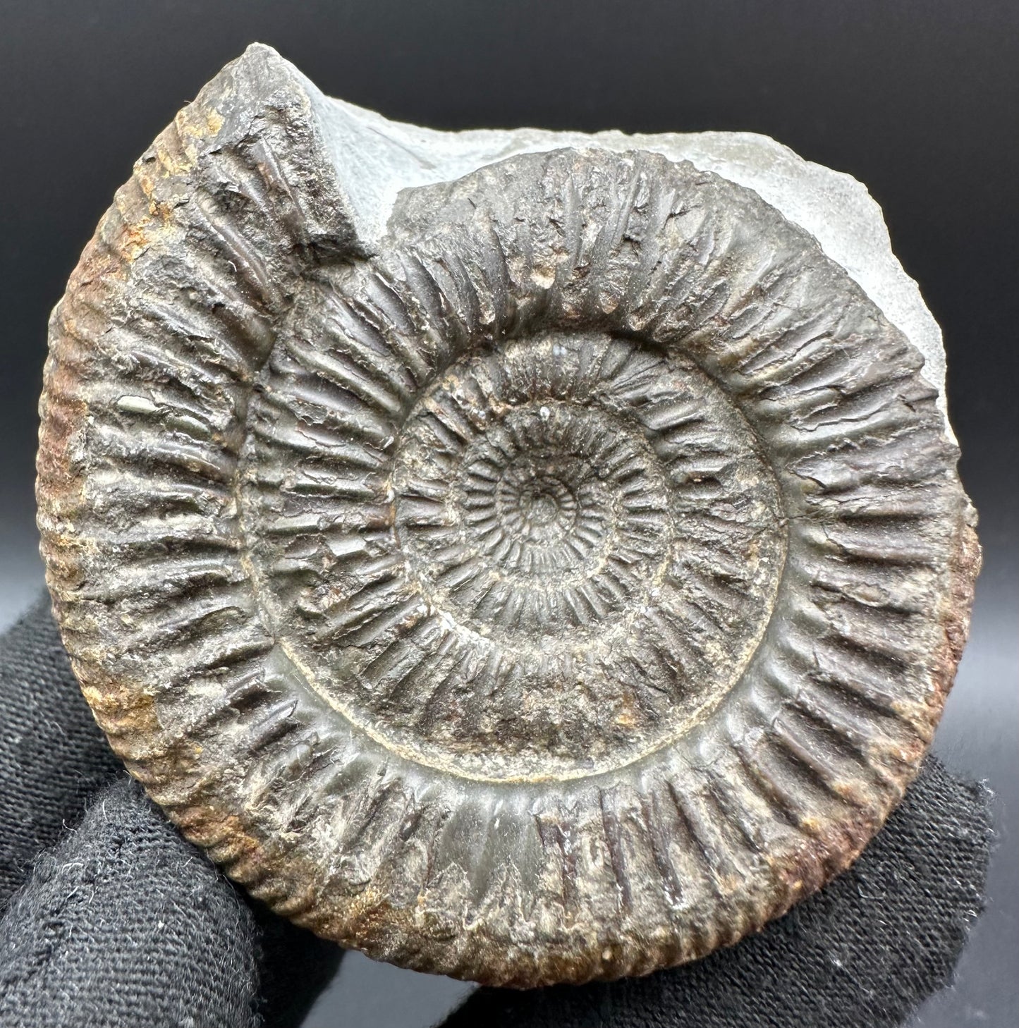 Catacoeloceras Sp. ammonite fossil with box and stand- Whitby, North Yorkshire Jurassic Coast Yorkshire Fossils