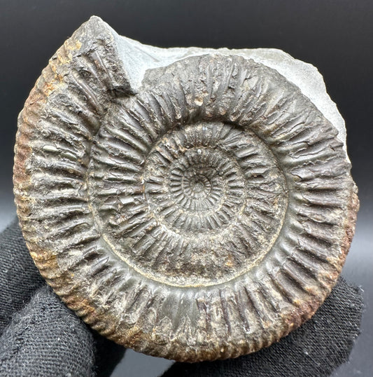 Catacoeloceras Sp. ammonite fossil with box and stand- Whitby, North Yorkshire Jurassic Coast Yorkshire Fossils