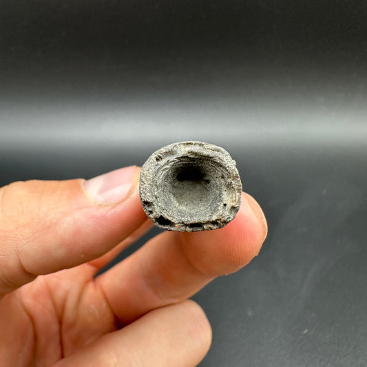 Belemnite (Fossil Squid) shell fossil - Whitby, North Yorkshire Jurassic Coast Yorkshire Fossils