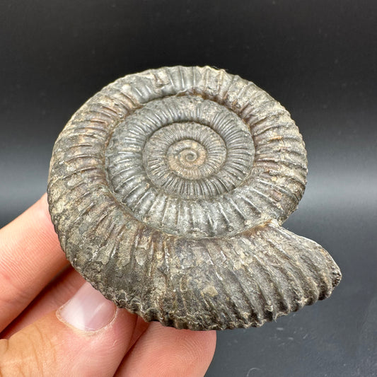 Dactylioceras Ammonite Fossil With Box And Stand - Whitby, North Yorkshire Jurassic Coast Yorkshire Fossils