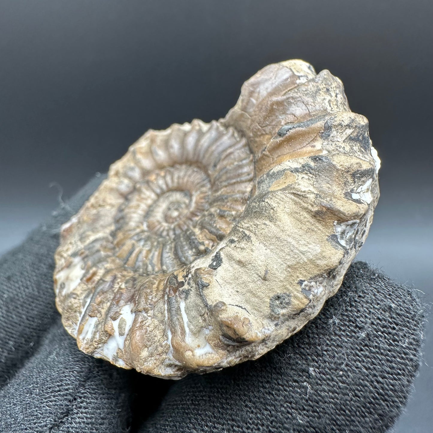 Oistoceras figulinum ammonite fossil with box and stand - Whitby, North Yorkshire Jurassic Coast Yorkshire Fossils