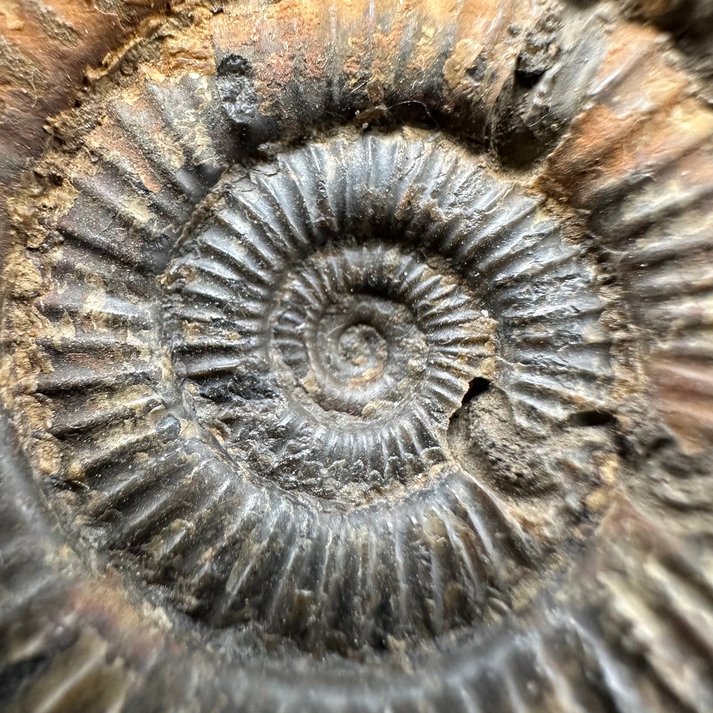 Dactylioceras Ammonite Fossil With Box And Stand - Whitby, North Yorkshire Jurassic Coast Yorkshire Fossils