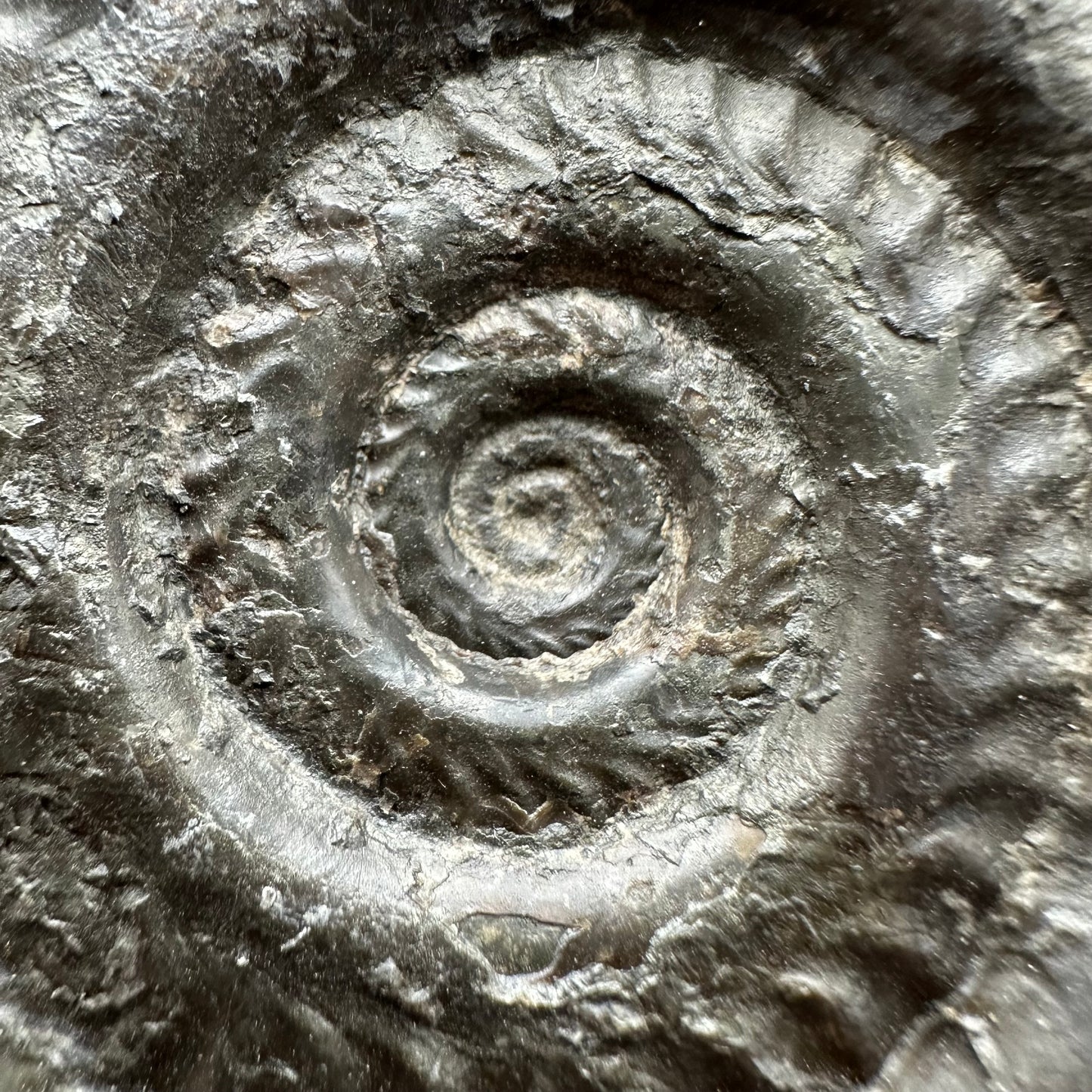 Hildoceras lusitanicum Ammonite fossil with stand - Whitby, North Yorkshire, Jurassic Coast, Yorkshire Fossils from the Jurassic Coast