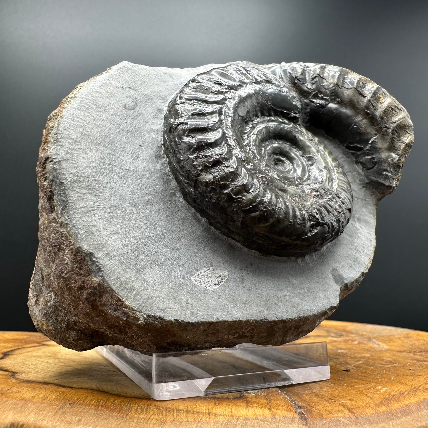 Hildoceras Bifrons Ammonite fossil with box and stand - Whitby, North Yorkshire Jurassic Coast, Yorkshire Fossils from the Jurassic Coast