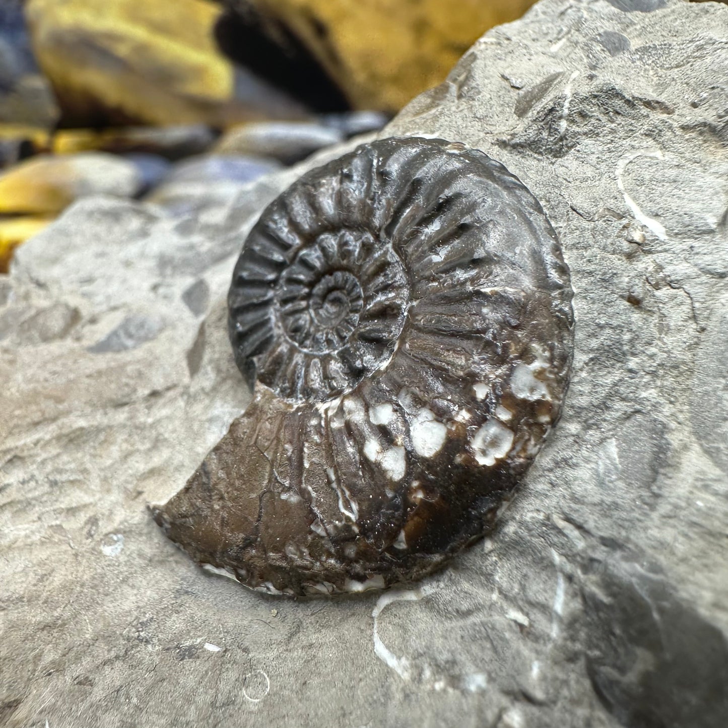 Amaltheus subnodosus ammonite fossil - Whitby, North Yorkshire Jurassic Coast Yorkshire Fossils
