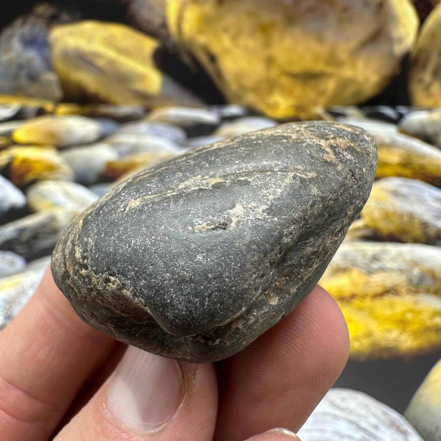 Shell fossil - Whitby, North Yorkshire