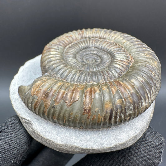 Dactylioceras Ammonite Fossil With Box And Stand - Whitby, North Yorkshire Jurassic Coast Yorkshire Fossils