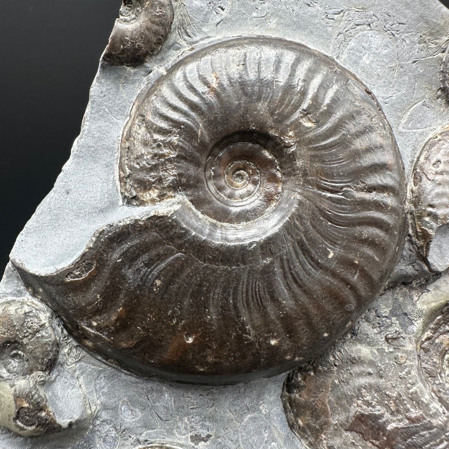 Eleganticeras Elegantulum ammonite fossil with stand - Whitby, North Yorkshire Jurassic Coast, Yorkshire Fossils