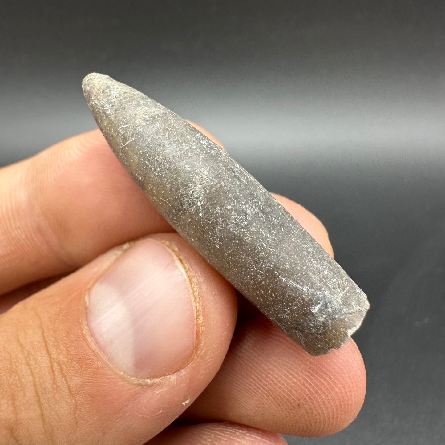 Belemnite (Fossil Squid) shell fossil - Whitby, North Yorkshire Jurassic Coast Yorkshire Fossils