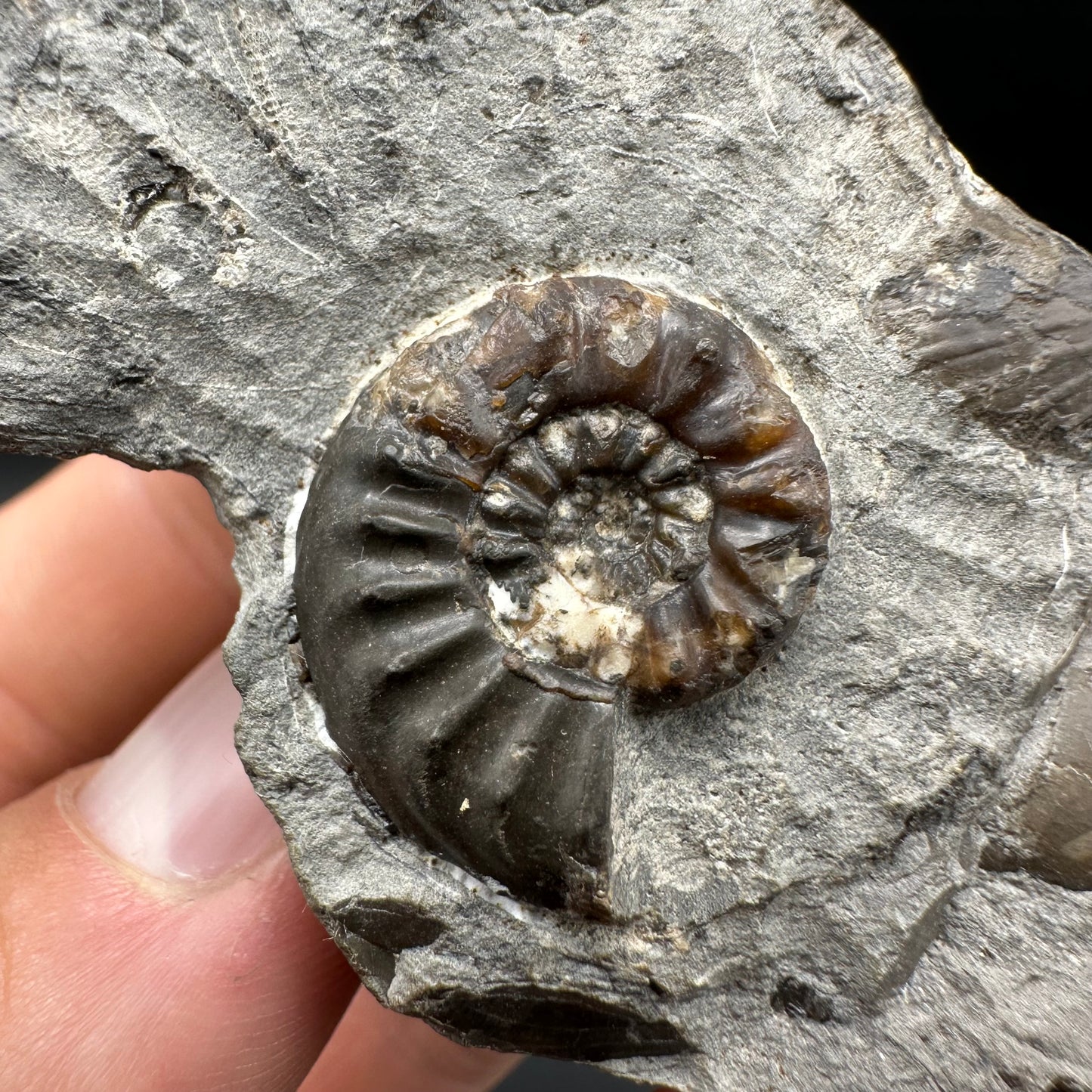 Amaltheus subnodosus Ammonite fossil with box and stand - Whitby, North Yorkshire Jurassic Coast Yorkshire Fossils