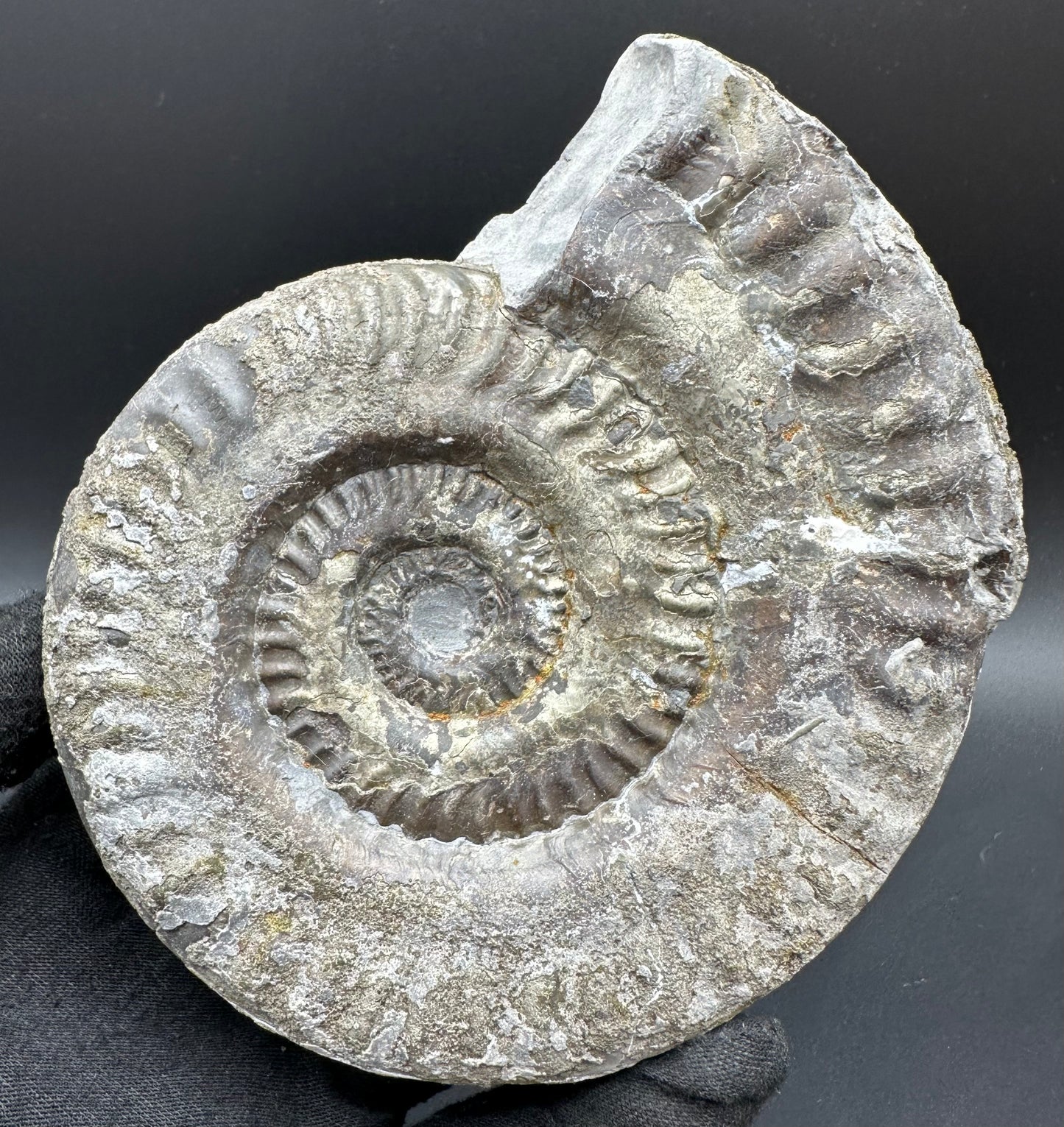Golden Hildoceras lusitanicum Ammonite fossil with stand - Whitby, North Yorkshire, Jurassic Coast, Yorkshire Fossils from the Jurassic Coast