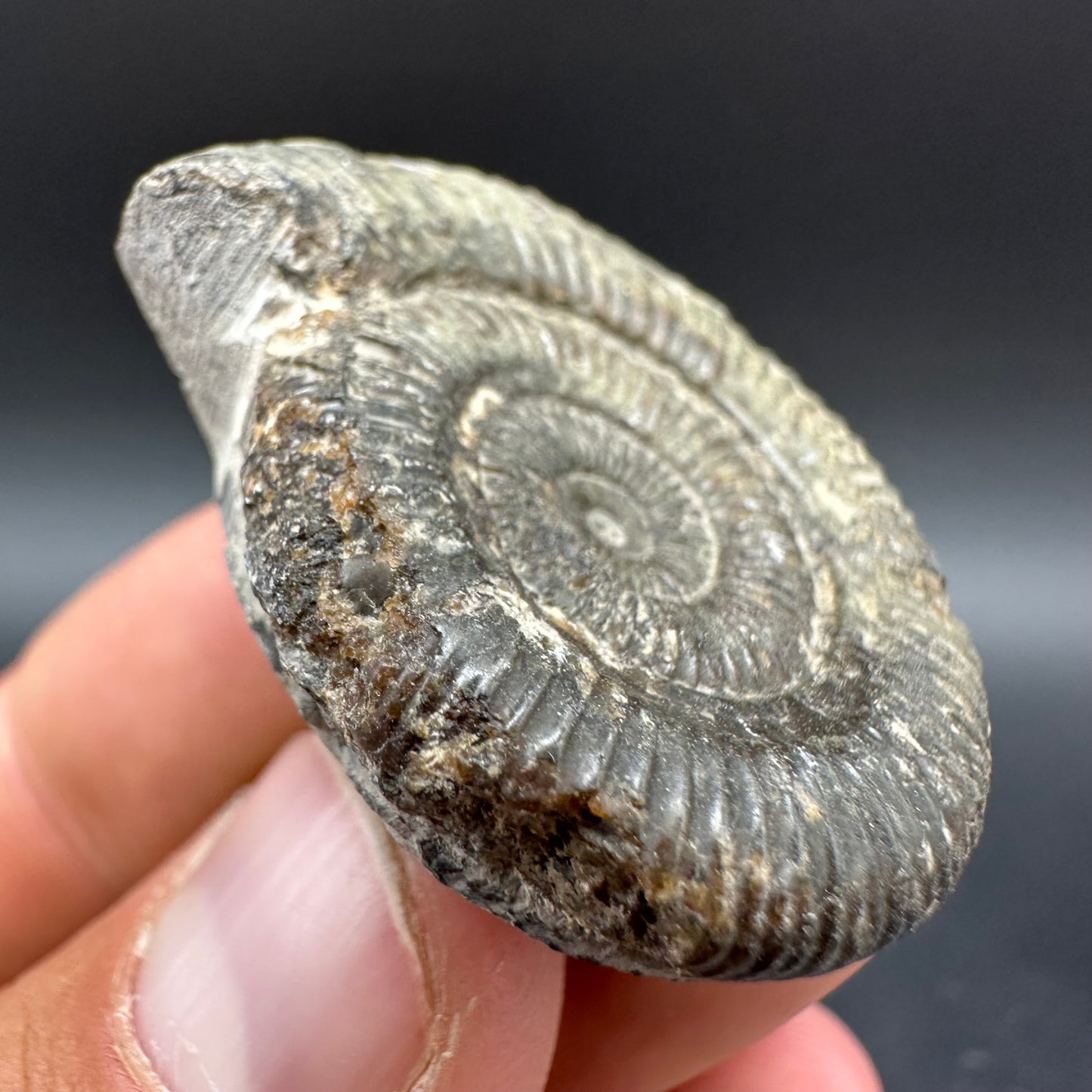 Dactylioceras Ammonite Fossil With Box And Stand - Whitby, North Yorkshire Jurassic Coast Yorkshire Fossils