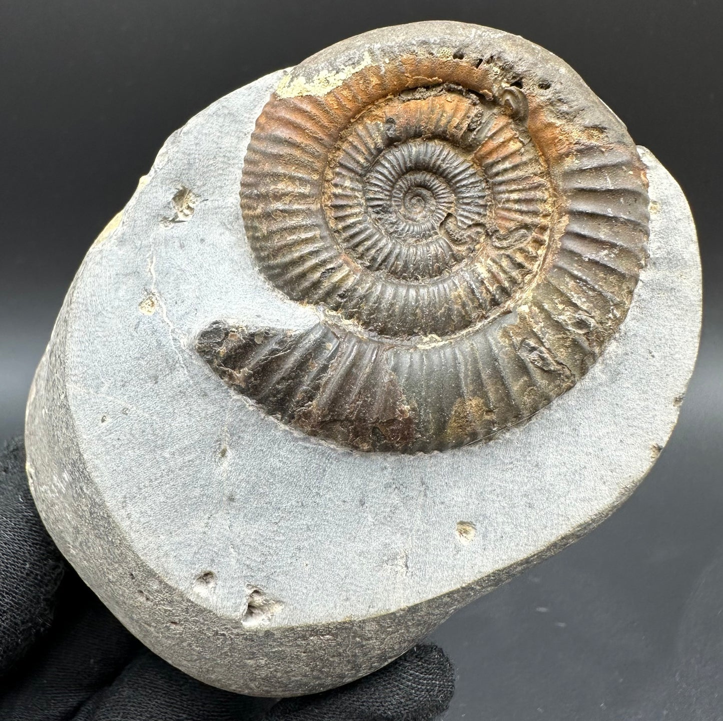 Dactylioceras Ammonite Fossil With Box And Stand - Whitby, North Yorkshire Jurassic Coast Yorkshire Fossils