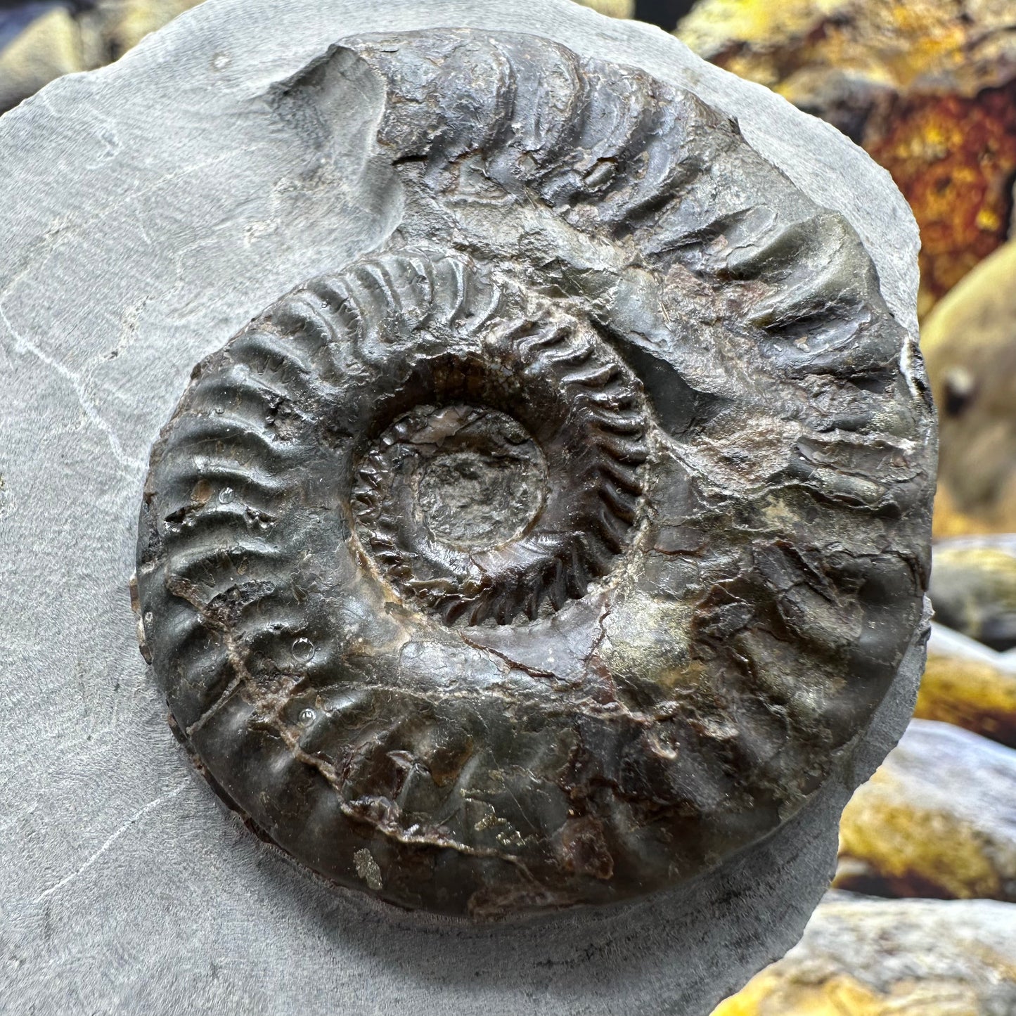 Hildoceras lusitanicum ammonite fossil - Whitby, North Yorkshire, Jurassic Coast, Yorkshire Fossils