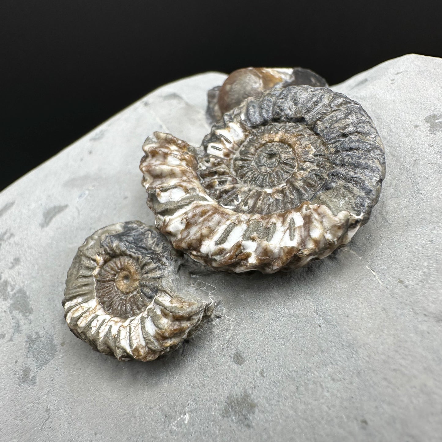 Oistoceras figulinum ammonite fossil / Belemnite Phragmocone with box and stand - Whitby, North Yorkshire Jurassic Coast Yorkshire Fossils
