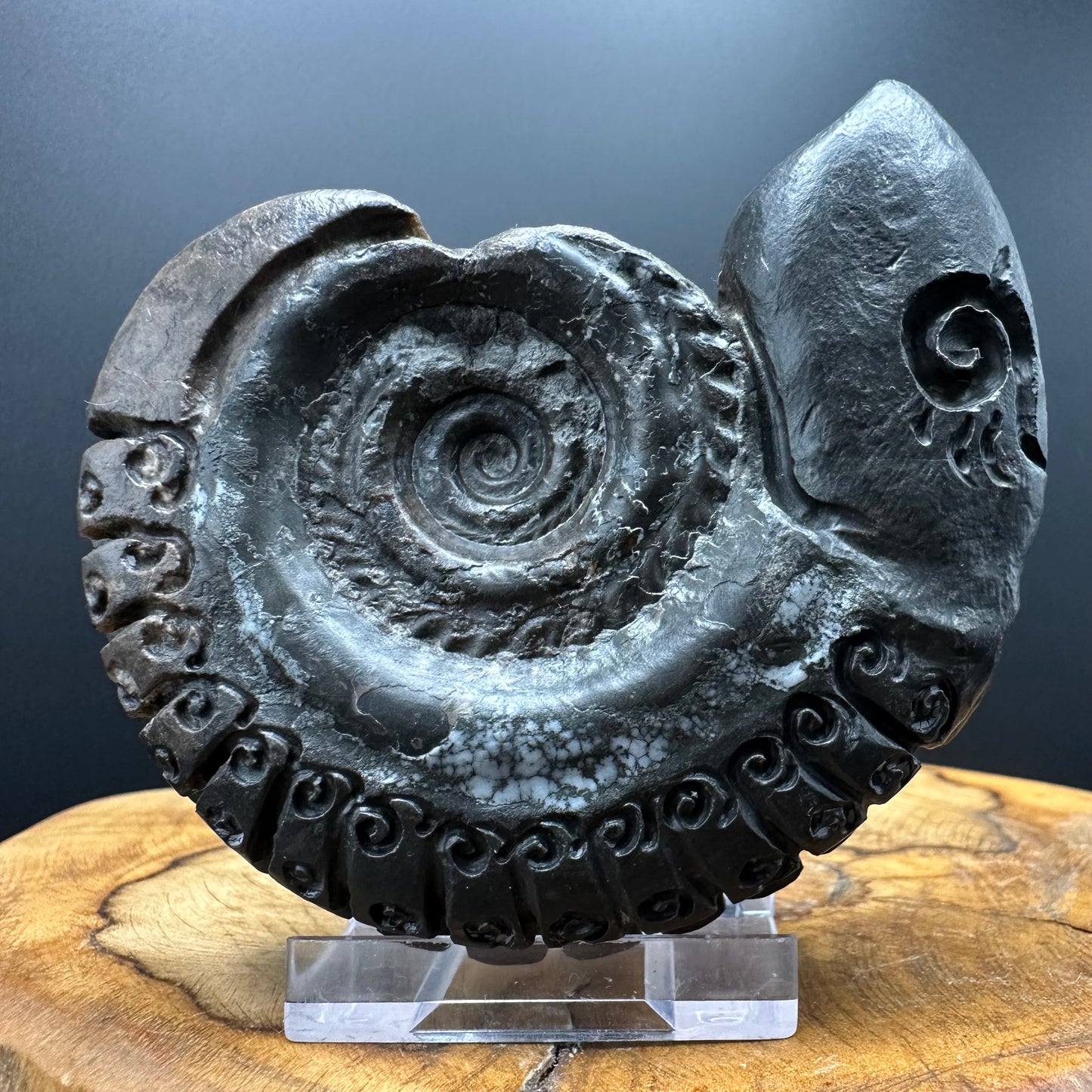 Snakestone Ammonite Fossil With Bag/Box And Stand - Whitby, North Yorkshire Jurassic Coast Yorkshire Fossils