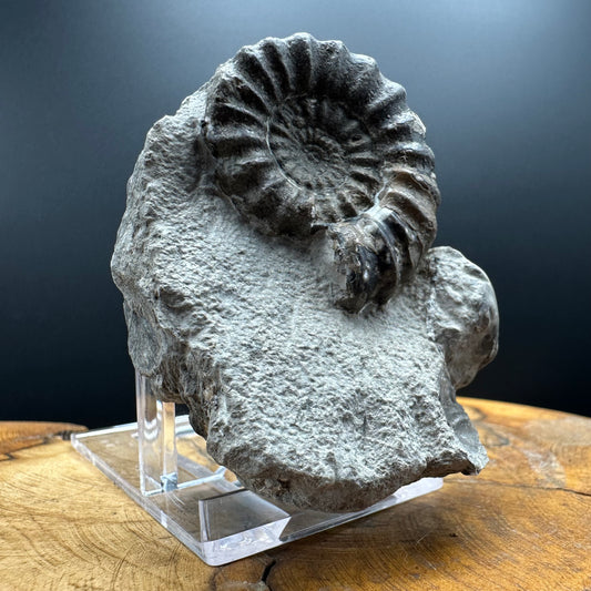 Androgynoceras maculatum ammonite fossil with box and stand - Whitby, North Yorkshire Jurassic Coast Yorkshire Fossils