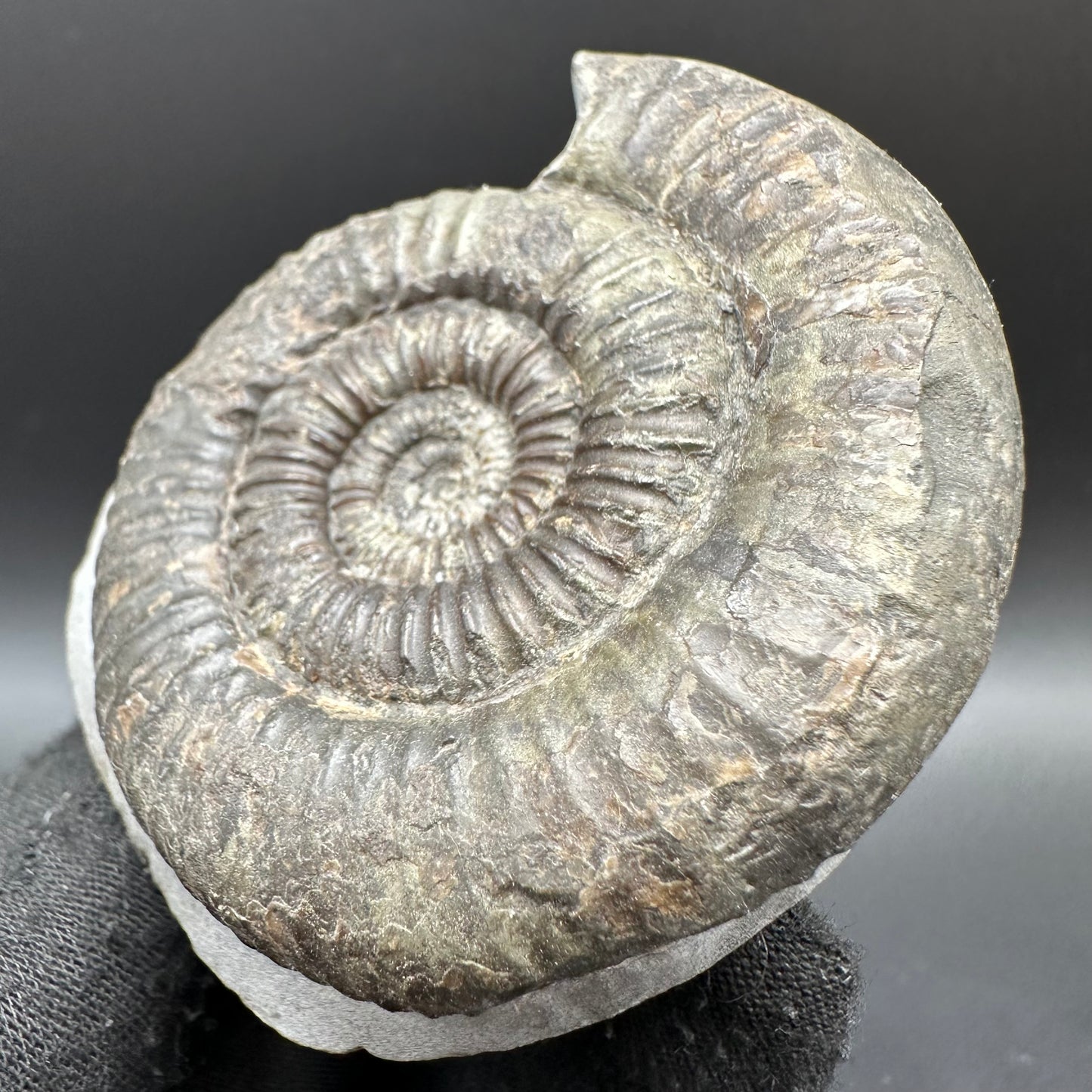 Catacoeloceras Sp. ammonite fossil with box and stand- Whitby, North Yorkshire Jurassic Coast Yorkshire Fossils