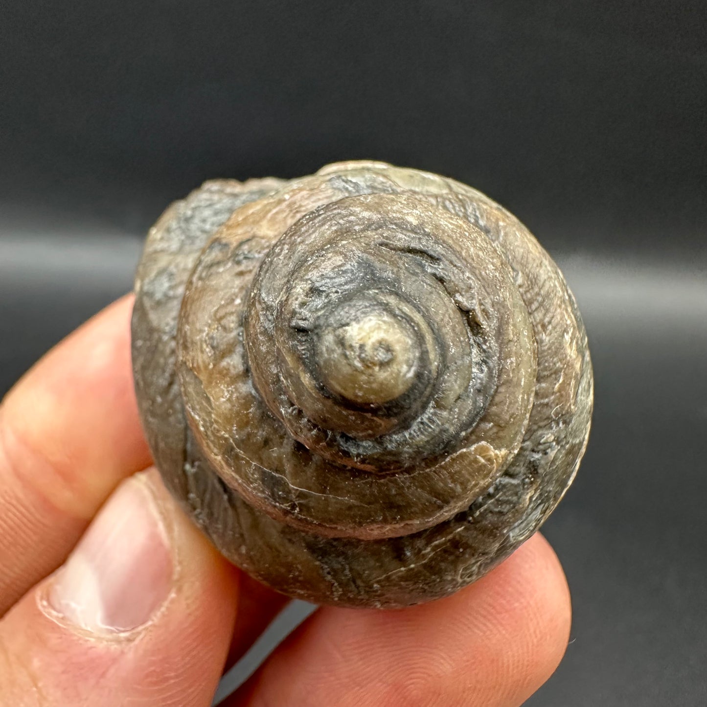 Gastropod Shell Fossil With Box And Stand - Whitby, North Yorkshire, Jurassic Coast, Yorkshire Fossils