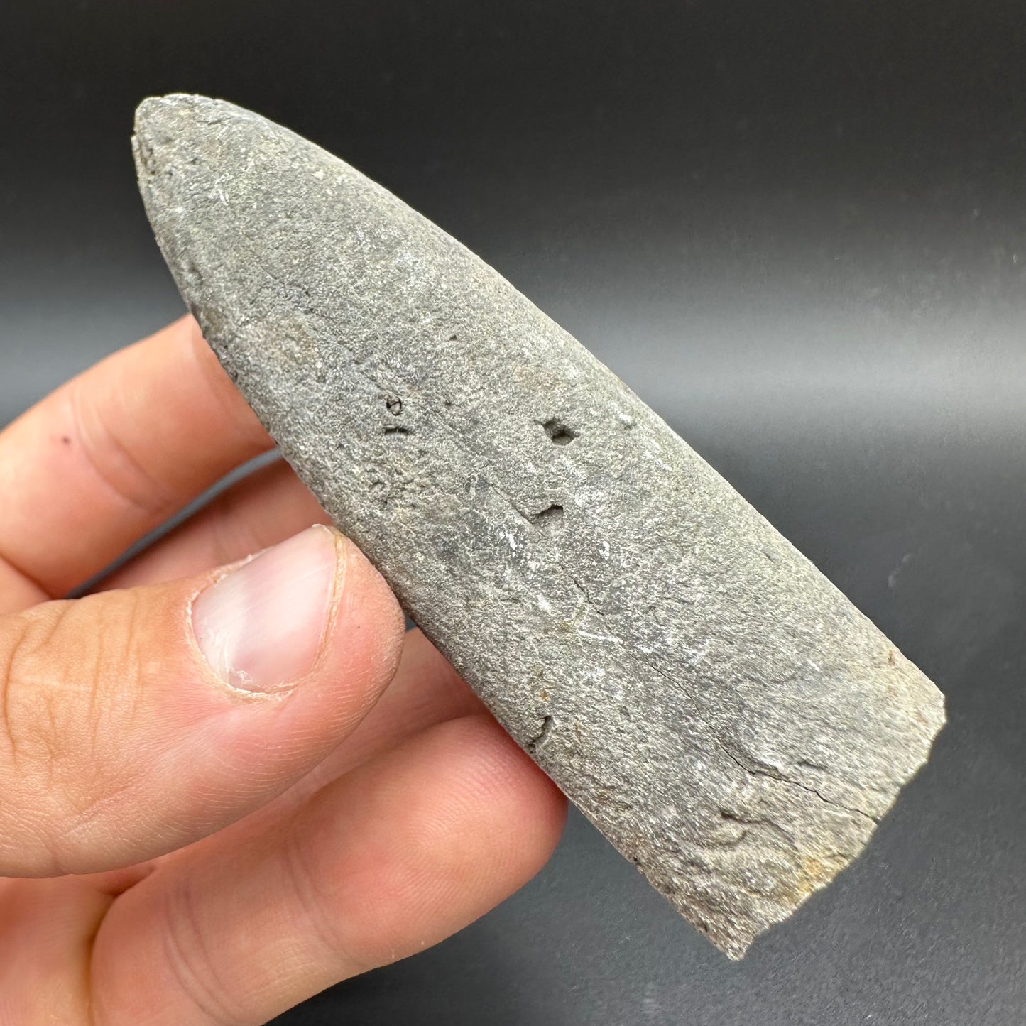 Belemnite (Fossil Squid) shell fossil - Whitby, North Yorkshire Jurassic Coast Yorkshire Fossils