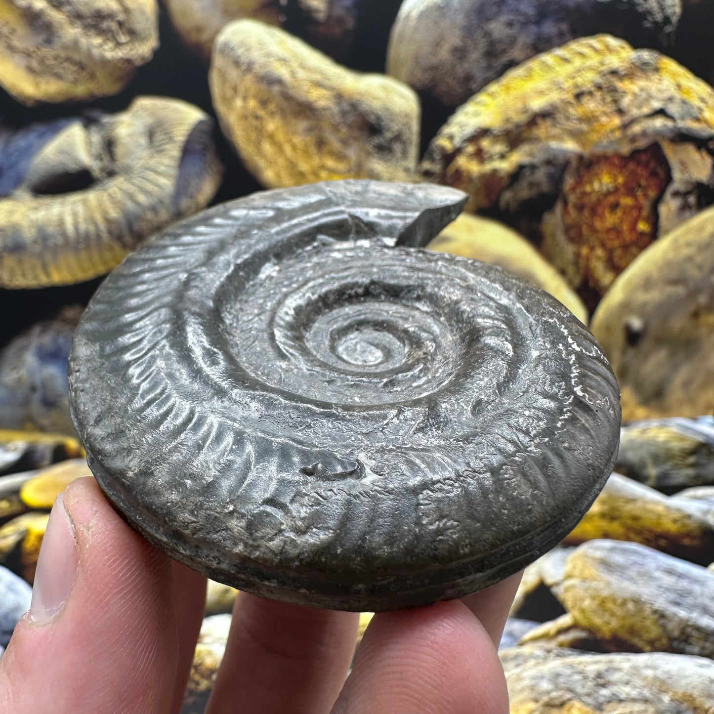 Hildoceras lusitanicum ammonite fossil - Whitby, North Yorkshire Jurassic Coast, Yorkshire Fossils